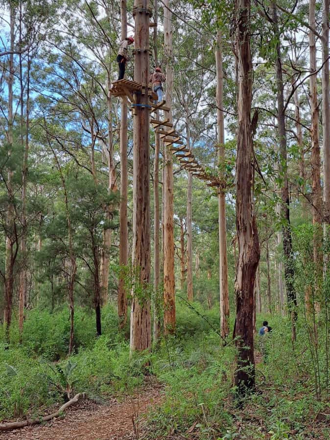 Pemberton: 2.5h Ultimate Ziplines & High Ropes Experience - Key points for planning your Pemberton adventure