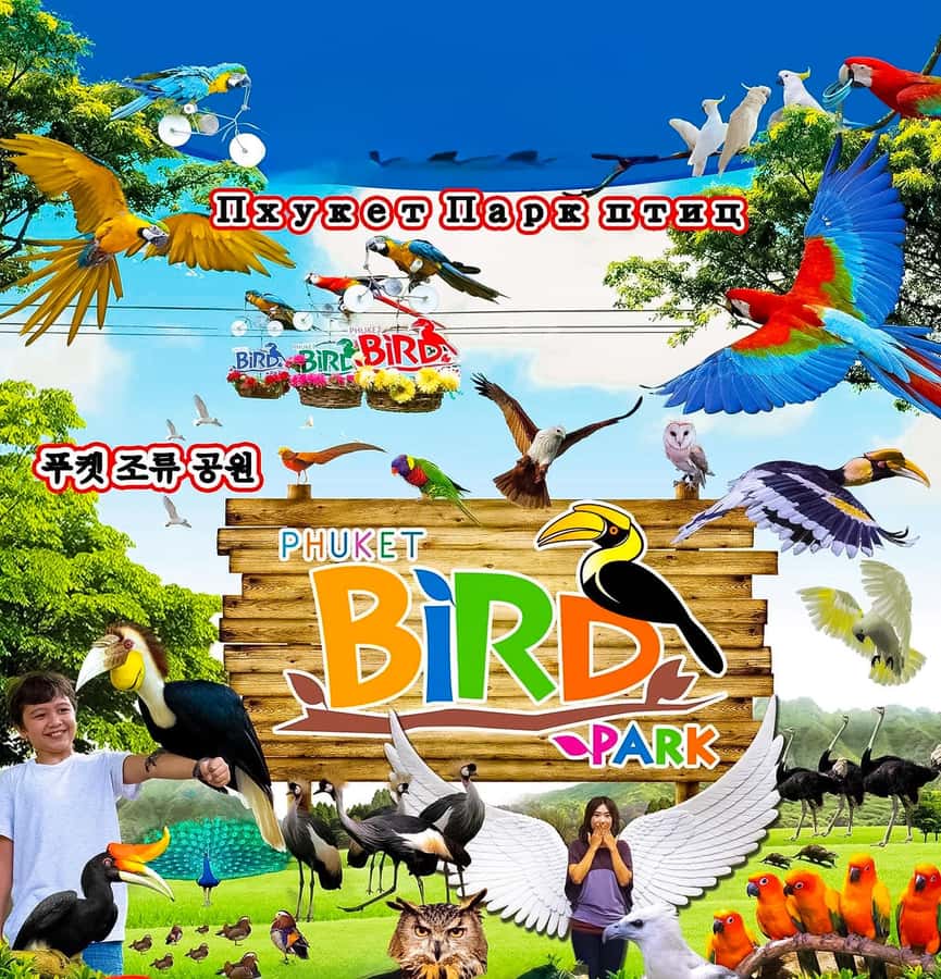 Phuket: Bird Park, Elephant Feeding, ATV Ride & City Tour - A packed route from viewpoints to Old Town