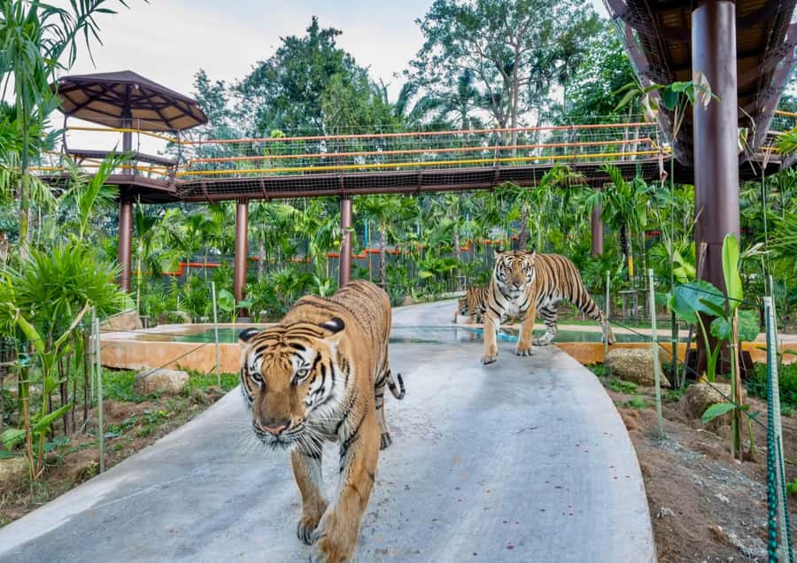 Phuket: Bird Park, Elephant Feeding, ATV Ride & City Tour - Elephant feeding and the animal welfare question