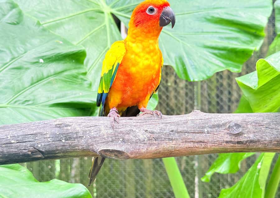 Phuket: Bird Park, Elephant Feeding, ATV Ride & City Tour - Honey, cashews, and the short shopping stops