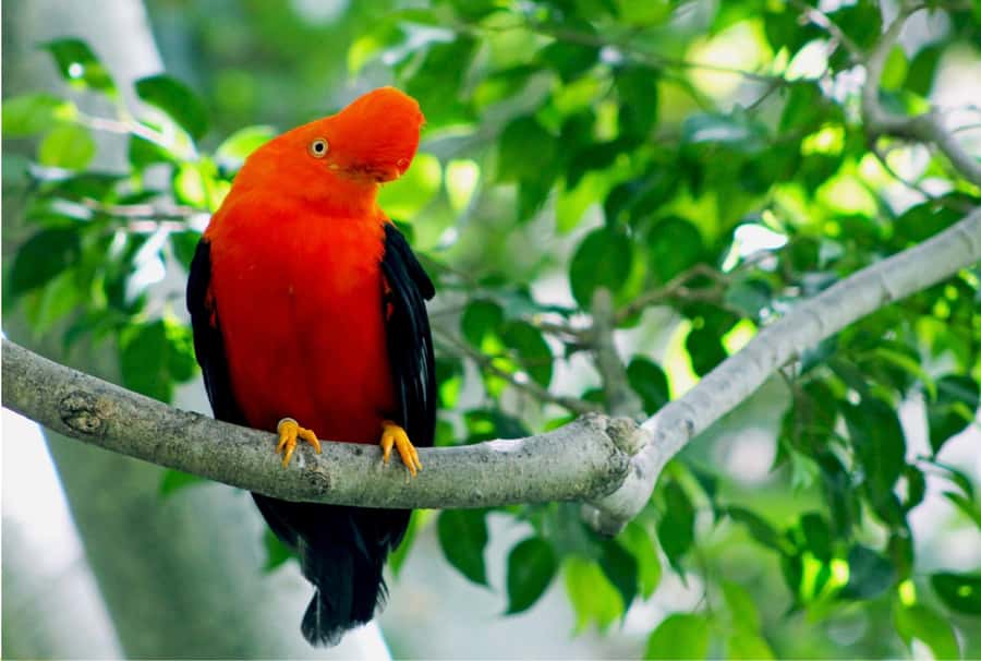 Phuket: Bird Park, Elephant Feeding, ATV Ride & City Tour - The 30-minute ATV ride
