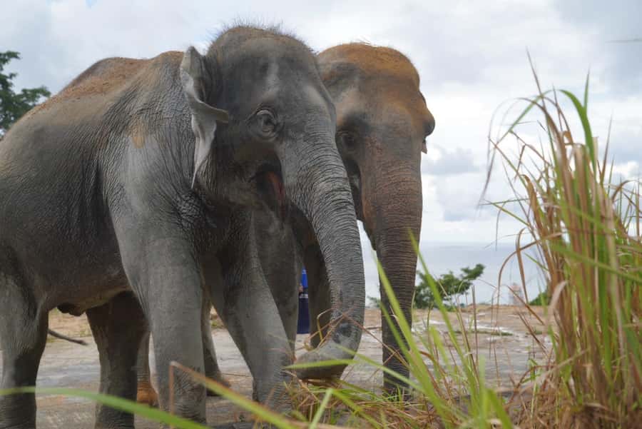 Phuket: Elephant Sanctuary & Zipline Adventure Combo - Should You Book the Elephant and Zipline Combo?