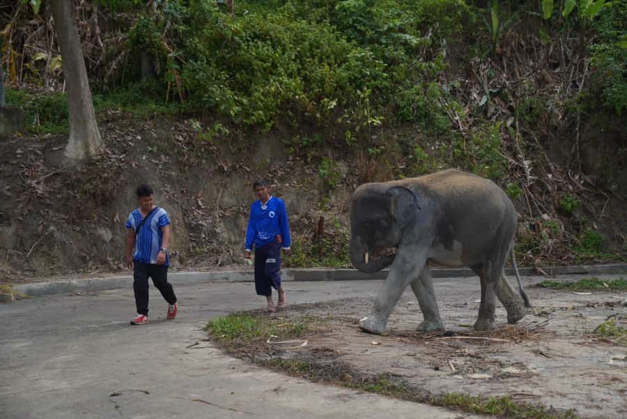 Phuket: Elephant Sanctuary & Zipline Adventure Combo - Preparing Herbal Food Instead of Watching a Show