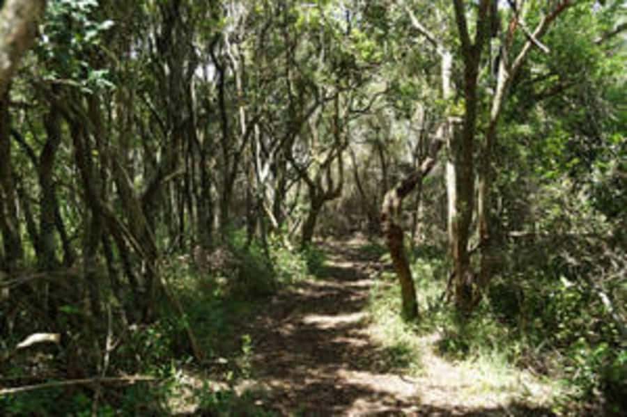 Plettenberg: 2-Hour Zipline Tour - The First Platform and Safety Briefing