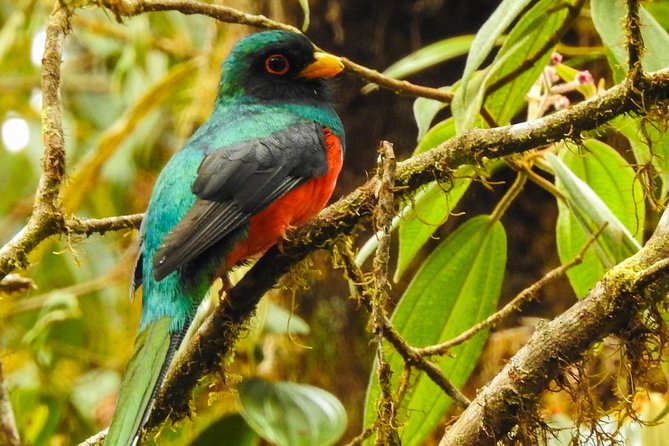 PRIVATE Mindo Cloud Forest tour - Who should book this private Mindo tour?