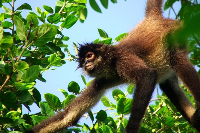 Private Tour Punta Laguna Monkey Sanctuary Zip Line - Key points to know before booking