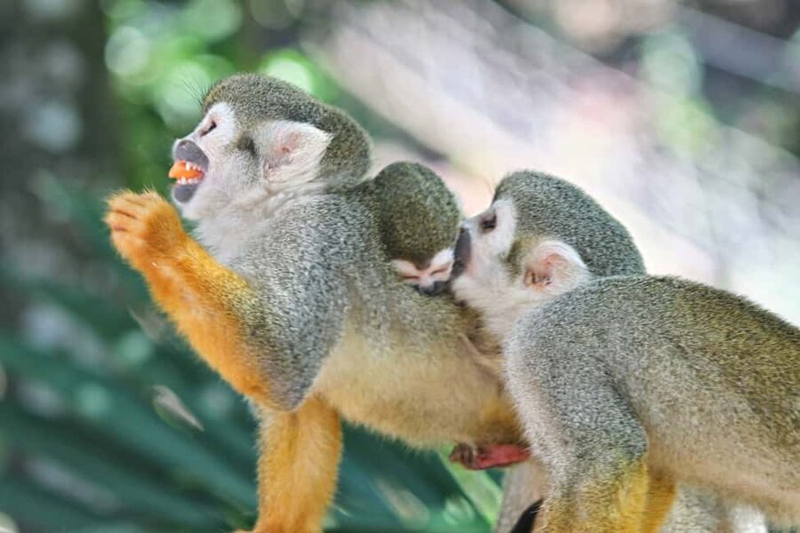 Puerto Plata: Monkeyland and Zip-Line Adventure - Guides, languages, and the human side of the day
