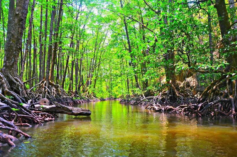 Puerto Princesa: Underground River, Zipline, Paddleboat Tour - A calm paddle through Sabang’s mangroves