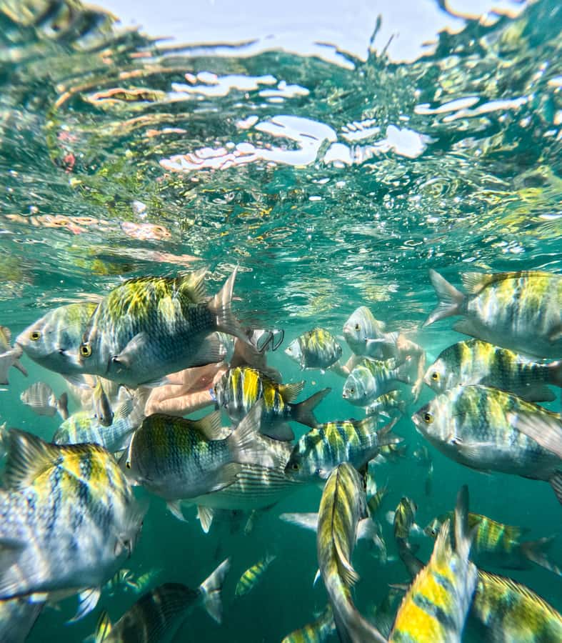 Puerto Vallarta: Zipline Tour, Snorkel & Secret Beach Escape - Why this Puerto Vallarta day works so well