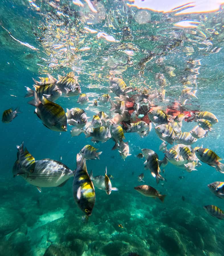 Puerto Vallarta: Zipline Tour, Snorkel & Secret Beach Escape - Las Ánimas Adventure Park and its 20-plus challenges