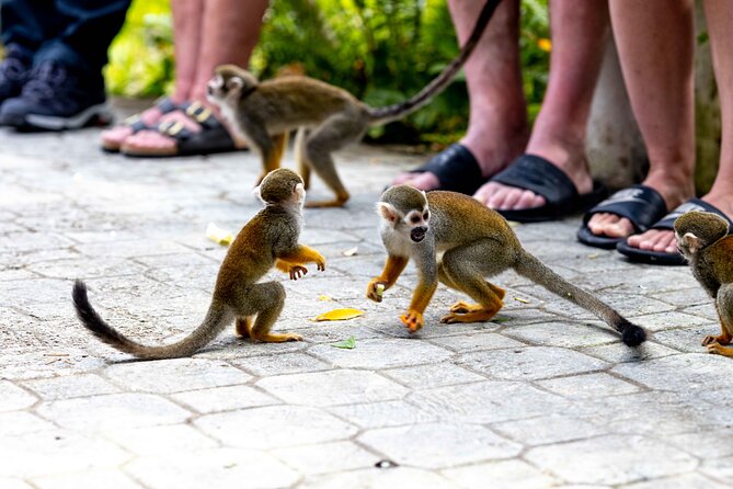 Punta Cana Monkeyland and Zipline Two Adventures in One Day - Is $115 a fair price?