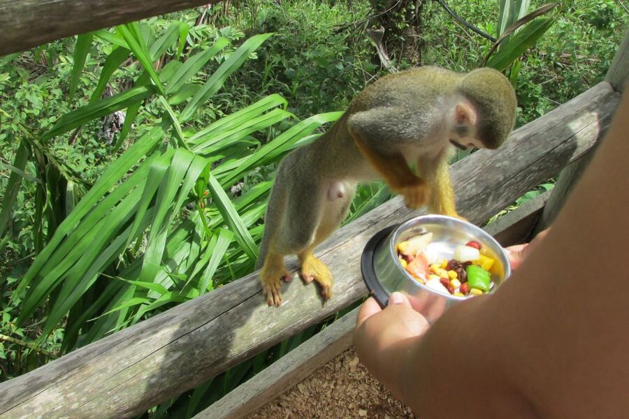 Punta Cana: Ziplines Adventures & Monkeyland Entry - Meeting the squirrel monkeys at Monkeyland