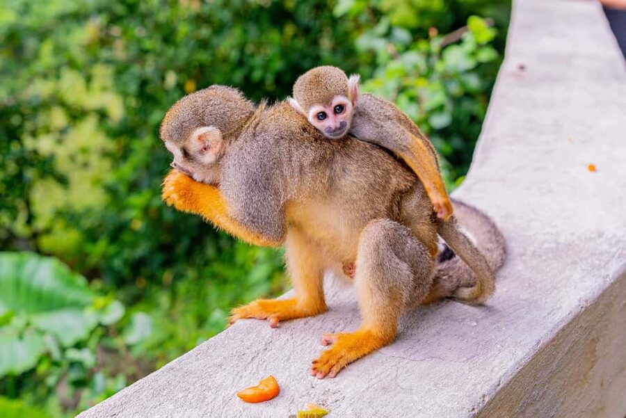 Punta Cana: Ziplines Adventures & Monkeyland Entry - Is $130 a fair price?