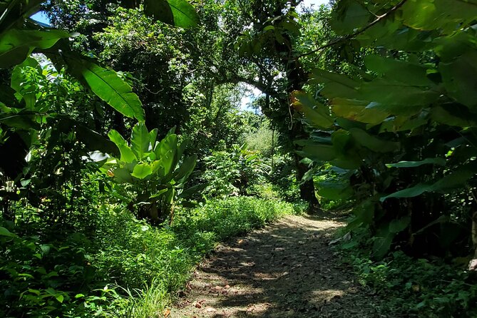 Rainforest and Junglequi Zipline Combo Tour - Luquillo kioskos and a taste of the coast