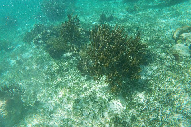 Reef Snorkeling with ATV, Zipline, Cenote that includes lunch and transportation - The ATV Circuit Through the Jungle