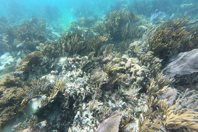 Reef Snorkeling with ATV, Zipline, Cenote that includes lunch and transportation - Ziplining for Another 45 Minutes