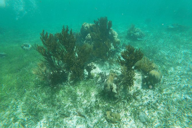 Reef Snorkeling with ATV, Zipline, Cenote that includes lunch and transportation - Timing, Pickup, and the Cost of the Day