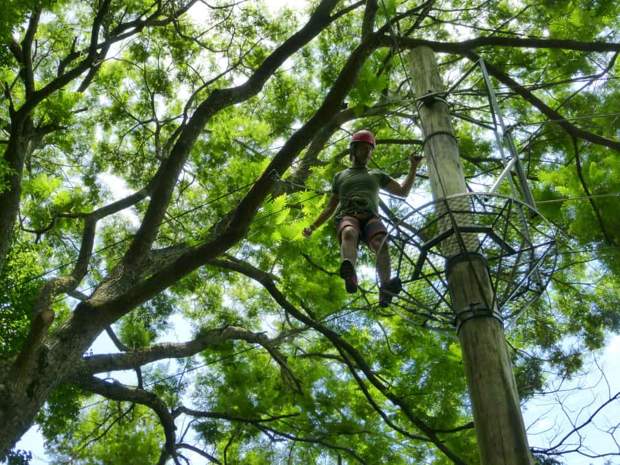 Rio de Janeiro: Zip Lining and Canopy Tree Tour - Is $80 a fair price?