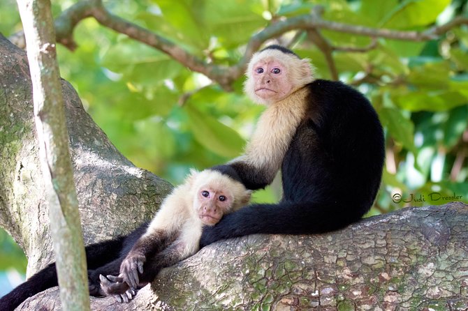 Roatan Canopy Zip Line and Beach Escape - Getting from the cruise port to the first stop