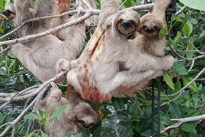 Roatan Zipline Adventure, Sloths & Monkeys,Chocolate Factory Tour - Monkeys, sloths, and birds in a small sanctuary