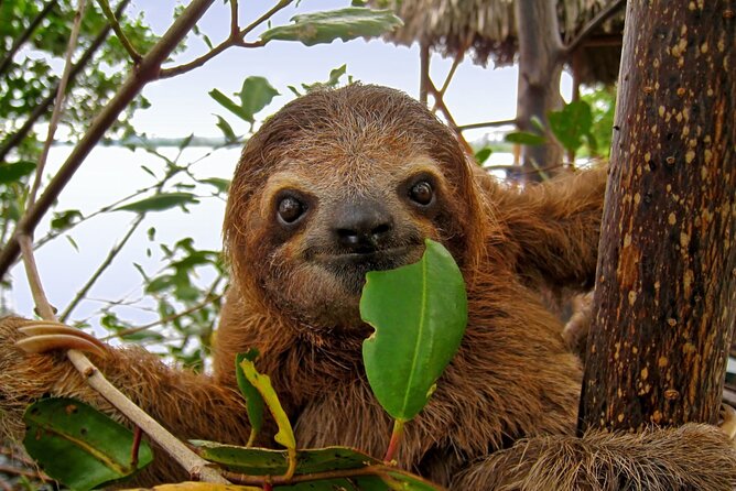 Roatan Zipline Adventure, Sloths & Monkeys,Chocolate Factory Tour - Who will enjoy this most