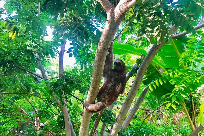 Roatan Zipline, ATV Buggy Ride + Sloths & Exclusive Beach Access - A big Roatan day in only five hours