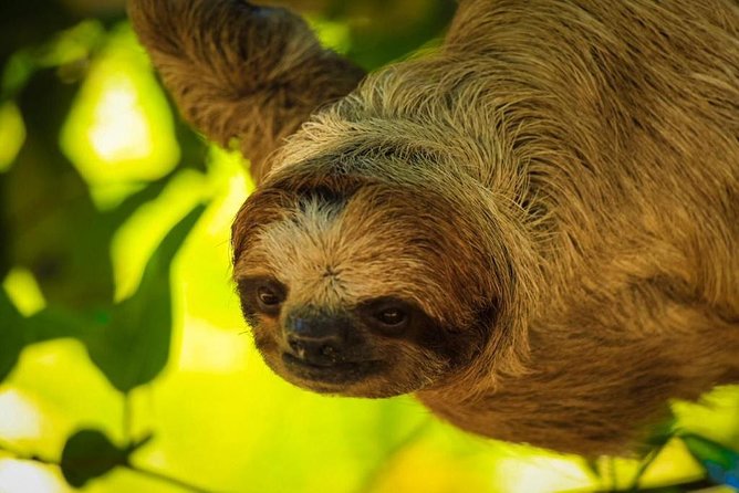 Roatan Zipline, ATV Buggy Ride + Sloths & Exclusive Beach Access - Guides can make or break the day