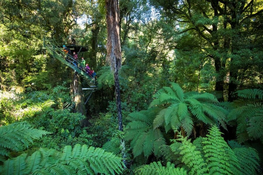 Rotorua: 6 Ziplines, 400m Tandem, Cliff Walk & Swing Bridges - Key points at a glance