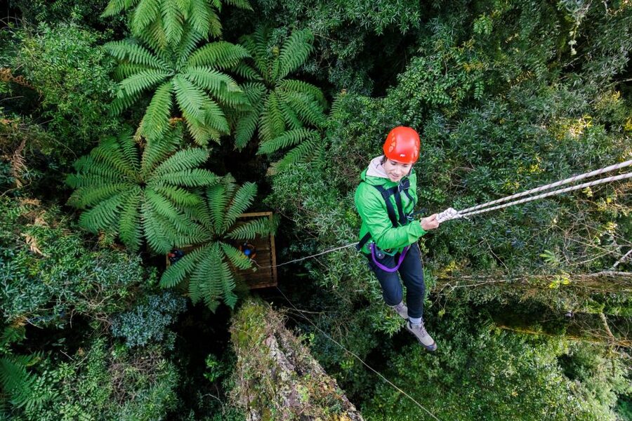 Rotorua: 6 Ziplines, 400m Tandem, Cliff Walk & Swing Bridges - A controlled descent from the treetops