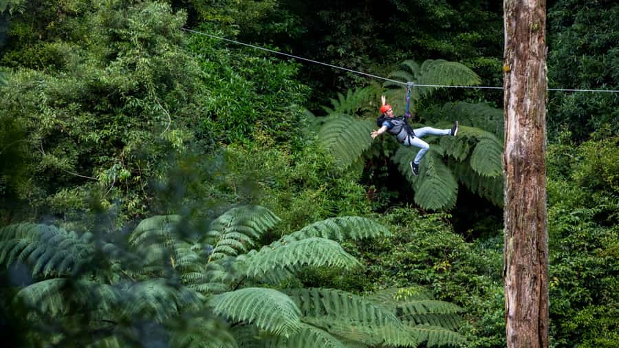 Rotorua: 6 Ziplines, Swing-Bridges & Wildlife Encounters - Is the $118 price good value?