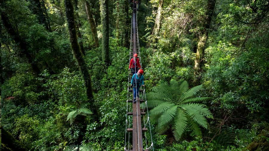 Rotorua: 6 Ziplines, Swing-Bridges & Wildlife Encounters - Six ziplines, including the 220-metre flight