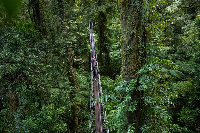 Rotorua Canopy Tours: 2.5Hour Native Forest Zipline Adventure - From Rotorua to the Forest in a Few Minutes