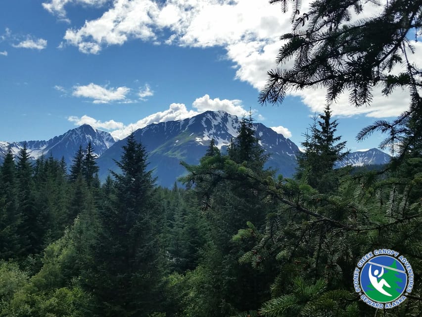 Seward: Stoney Creek Canopy Tour with Zipline - The first platforms and the big Sitka spruce