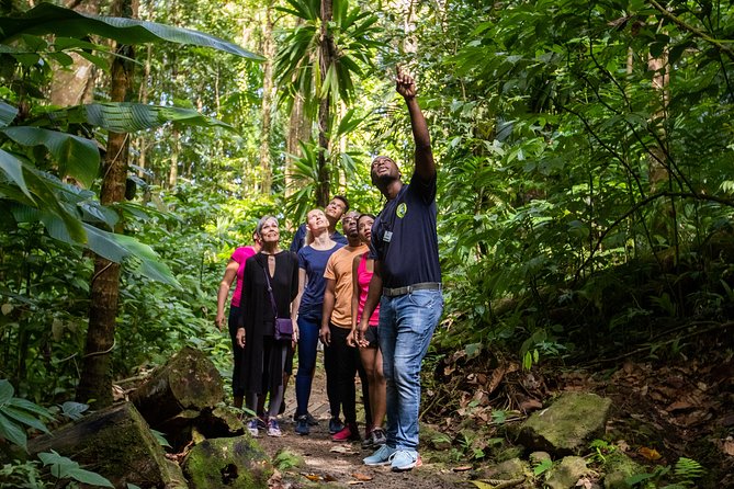 St Lucia Ultimate 3: Aerial Tram, Zipline and Hiking at Rainforest Adventures - Is $115 a fair price?