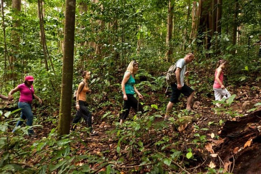 St. Lucia: Zip Line, Aerial Tram, and Hiking Tour - Ten ziplines provide the main rush