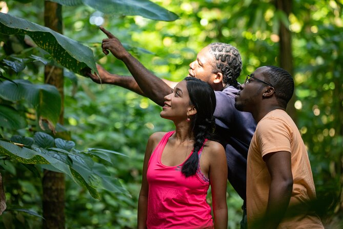 St. Lucia Zip line, Aerial Tram and Hiking tour Ultimate 3 - The tram ride back and the final 20 minutes