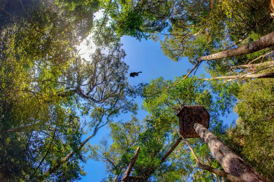 Storms River: Tsitsikamma National Park Zipline Canopy Tour - Key points to know before you book