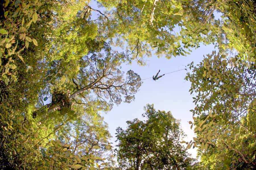 Storms River: Tsitsikamma National Park Zipline Canopy Tour - The forest lesson is more than filler
