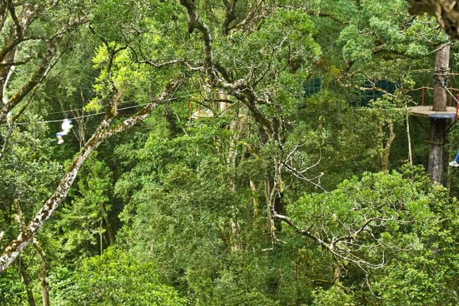 Storms River: Tsitsikamma National Park Zipline Canopy Tour - How the guides shape the whole experience