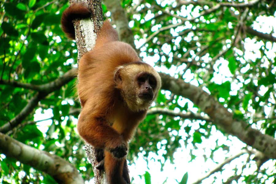 Tambopata: Zipline Adventure & Kayak to Monkey Island - Monkey Island and its capuchin residents