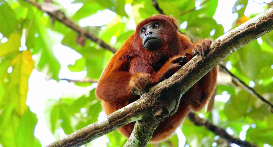 Tambopata: Zipline Adventure & Kayak to Monkey Island - Treetop bridges above the Amazon forest