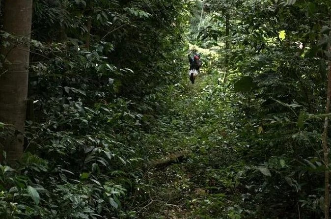 Treetop Adventure Park Canopy Tour - Is the $101.54 price good value?