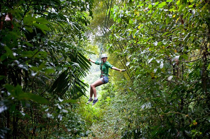 Treetop Zipline Experience From Castries - Forest views, plants, and wildlife from above