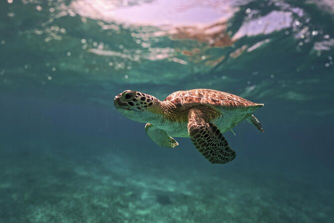 Turtle Snorkeling and Jungle Adventure with Cenote - The cenote swim is the quieter payoff