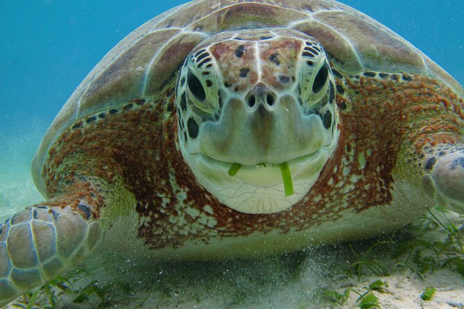 Turtle Snorkeling and Jungle Adventure with Cenote - Guides make the difference