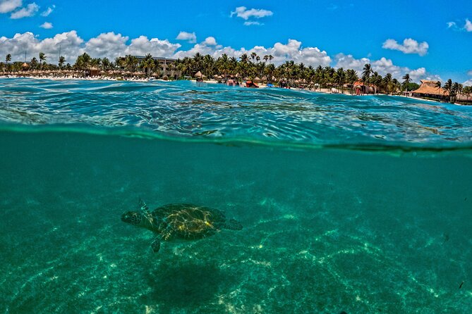 Turtle Snorkeling and Jungle Adventure with Cenote - Akumal Bay and the sea turtle swim