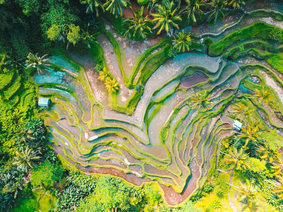 Ubud 3-in-1: Swing, Zipline & SkyBike Adventure - Three Bali thrills above the rice terraces