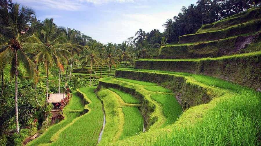 Ubud 3-in-1: Swing, Zipline & SkyBike Adventure - Satria Agrowisata is the shopping stop