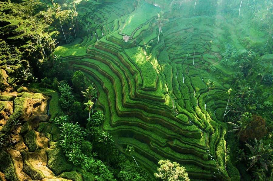 Ubud 3-in-1: Swing, Zipline & SkyBike Adventure - Private transport makes the long day easier