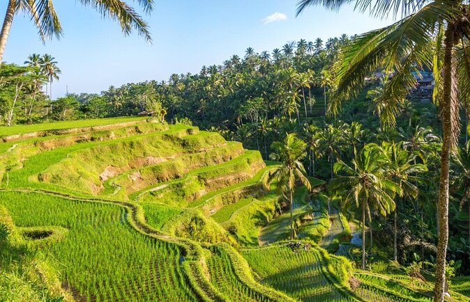 Ubud Rice terrace,Zip-line and waterfall - Key points at a glance